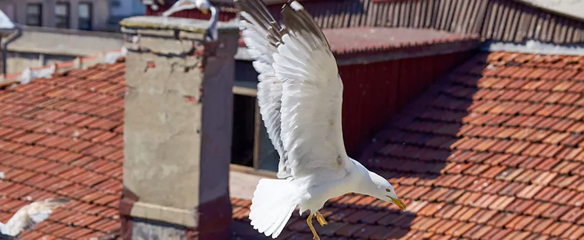 Residential Chimney Animal Removal Solution in New Britain, CT