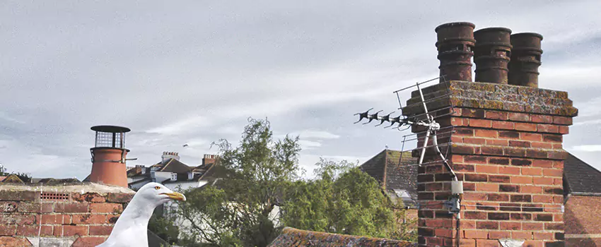 Chimney Cleaning And Restoration in New Britain, Connecticut